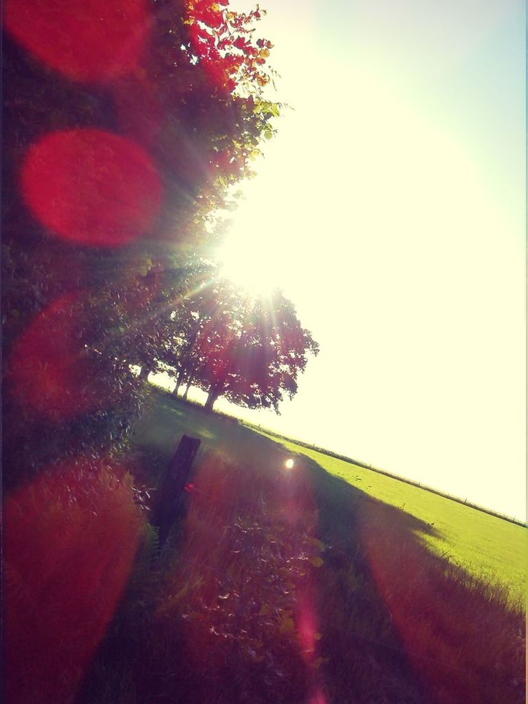 Baum, bäume, sonne, sonnenstrahlen,