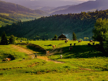 Scenic view of agricultural field against sky