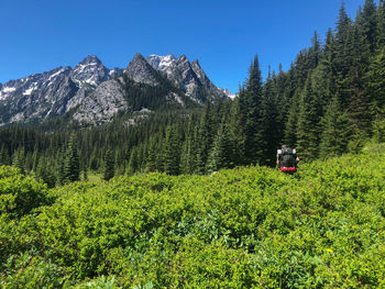 Rear view of man with backpack hiking amidst plants