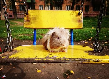Close-up of an animal sitting on table