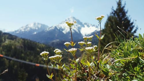 Flowers blooming against mountains