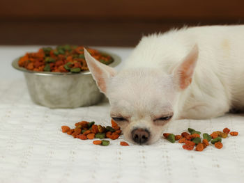 Close-up of a dog