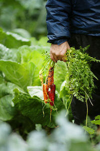 Farmer holding carrots while standing on field