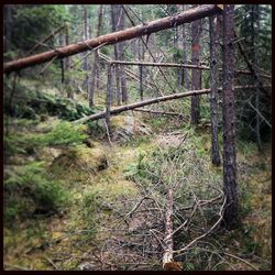 Trees in forest