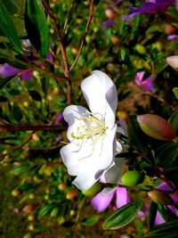 Close-up of white flowering plant