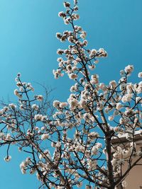 Low angle view of cherry blossom tree against blue sky