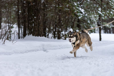 Dog running on snow covered land