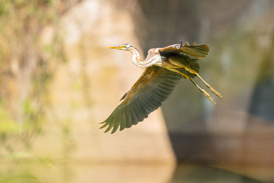 Imperial heron in flight landing at its perch on the river