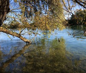 Reflection of trees in lake against sky