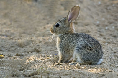 Close-up of cute rabbit on land