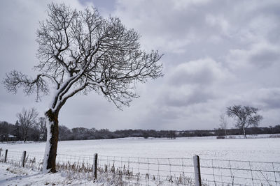 Bare tree on snow covered field against sky