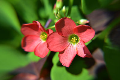 Close-up of red flowers