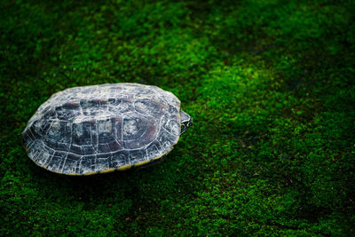 Close-up of a turtle in the forest