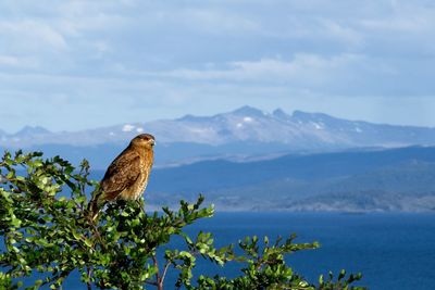 Bird perching on mountain against sky