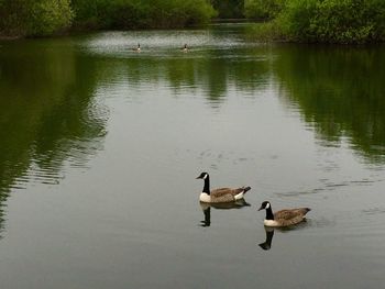 Bird flying over lake