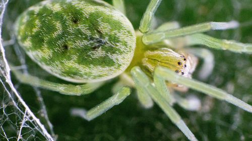 Close-up of insect on plant