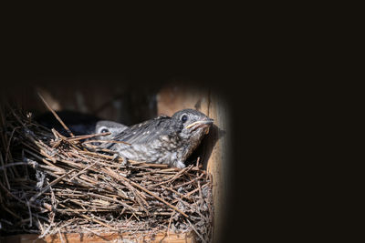 Close-up of bird in nest