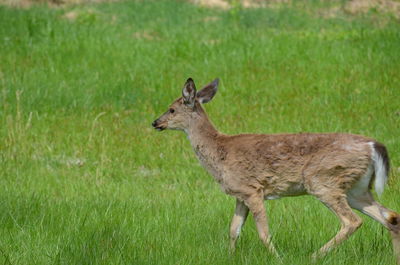 Deer standing on grass