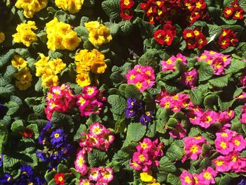 Full frame shot of flowers blooming outdoors