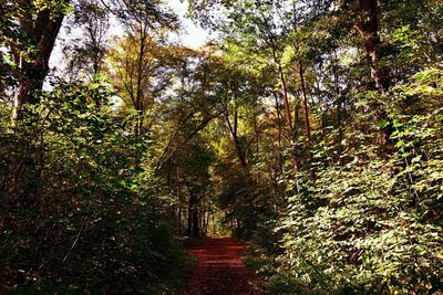 Trees growing in forest