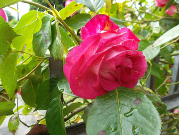 Close-up of pink rose plant