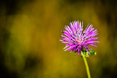 Close-up of purple thistle flower