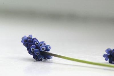 Close-up of flowers against blurred background