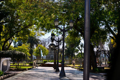 Trees in city against sky