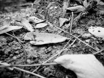 Close-up of autumn leaf