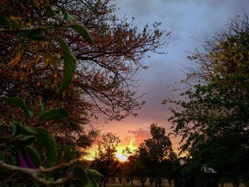 Low angle view of silhouette trees against sky during sunset