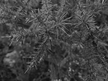 Close-up of fresh plants