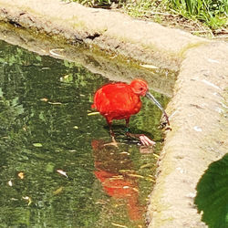 High angle view of a bird in lake