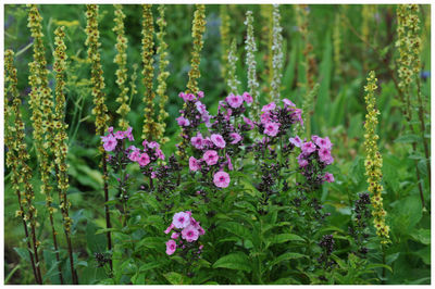 Close-up of plants