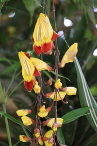 Close-up of yellow flowering plant