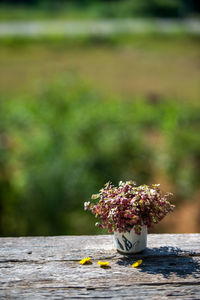 Close-up of flowering plant on table