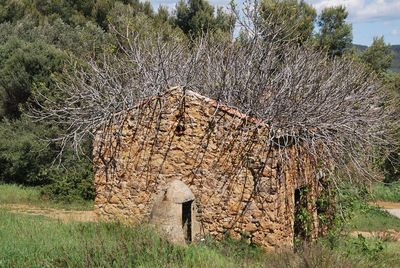 Plants growing on old house in forest