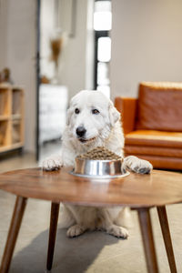 Portrait of dog sitting on chair at home