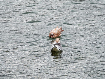 Turtle swimming in water