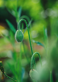 Close-up of fresh green plant