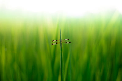 Close-up of grasshopper on grass