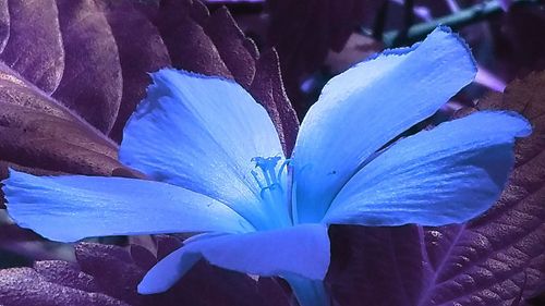 Close-up of purple flowers