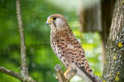 Close-up of owl perching on tree