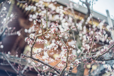 Close-up of cherry blossom tree