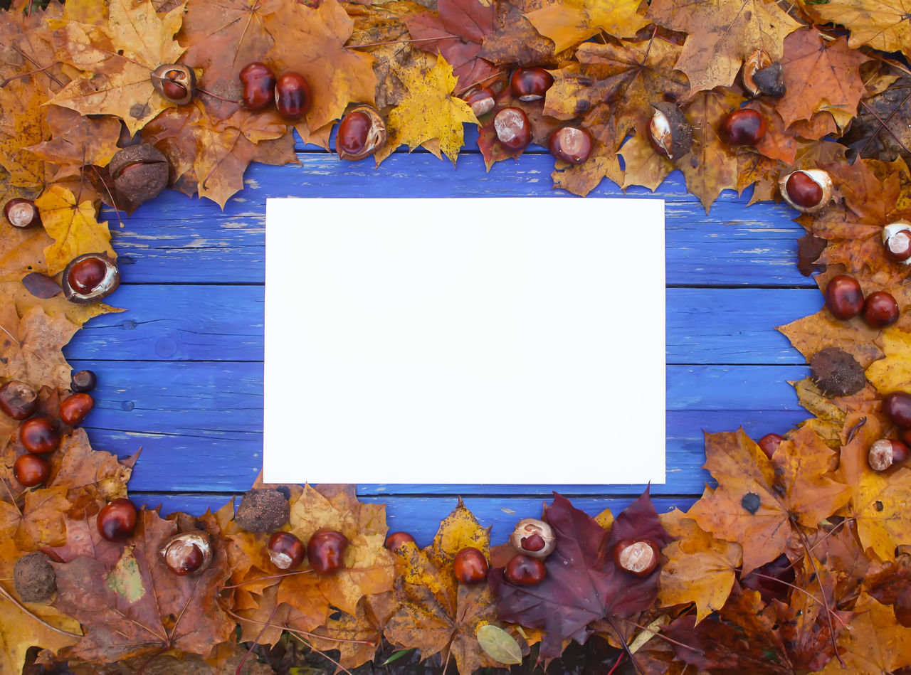 DIRECTLY ABOVE SHOT OF MAPLE LEAVES ON WOOD DURING AUTUMN