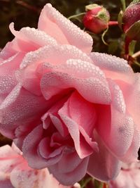 Close-up of pink rose blooming outdoors