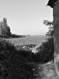 Scenic view of field against clear sky