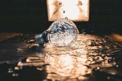 Close-up of illuminated swimming in water