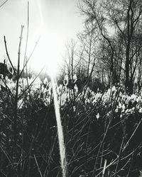 Sun shining through trees