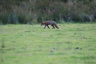 Side view of a fox on field