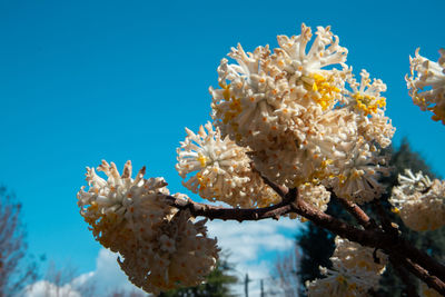 Low angle view of flowering plant against blue sky